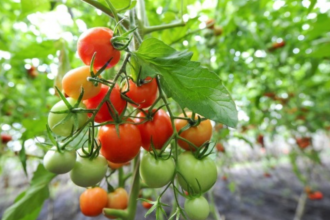 що садити після помідорів?