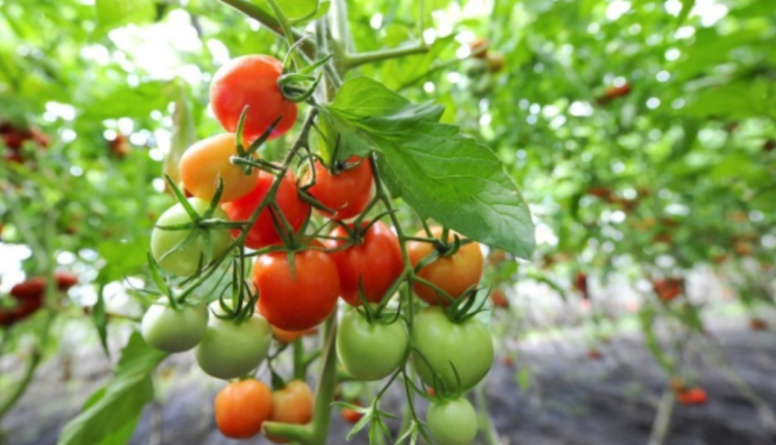 що садити після помідорів?