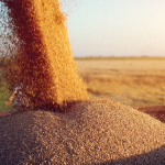 Україна та Румунія планують спільно розробити план для контролю експорту зерна