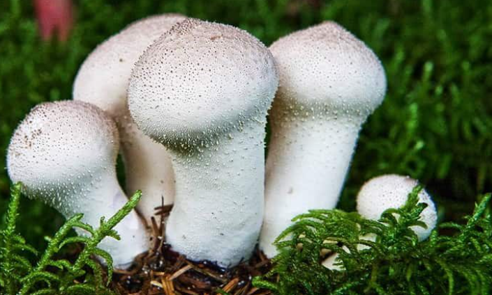 Гриб "Дощовик" смачний та корисний: відкриваємо секрет їстівних грибів