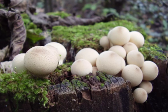 Гриб "Дощовик" смачний та корисний: відкриваємо секрет їстівних грибів