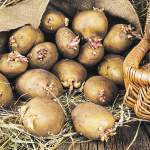 Як правильно зберігати картоплю вдома: у квартирі чи погребі, щоб уникнути проростання та псування