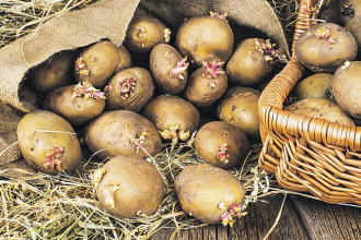 Як правильно зберігати картоплю вдома: у квартирі чи погребі, щоб уникнути проростання та псування