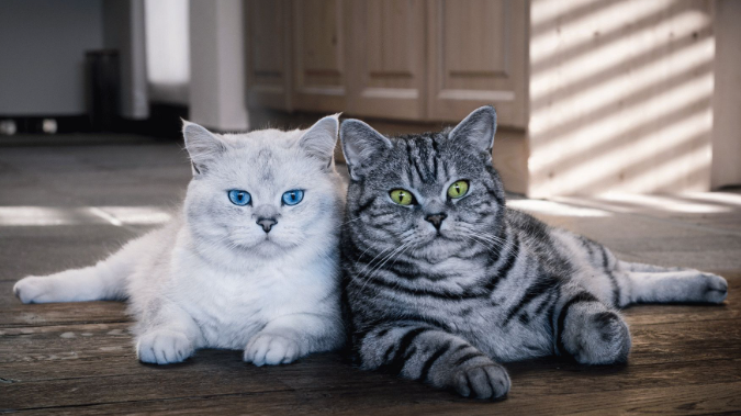 10 речей, які роблять коти, щоб захистити вас і ваш дім