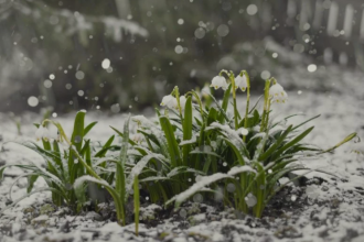 В Україну наступить рання, але прохолодна весна