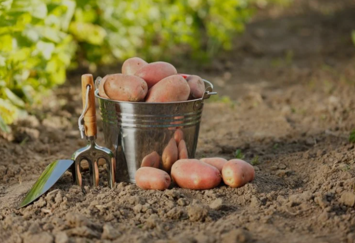 Коли садити картоплю за місячним календарем 2024 року: сприятливі дати