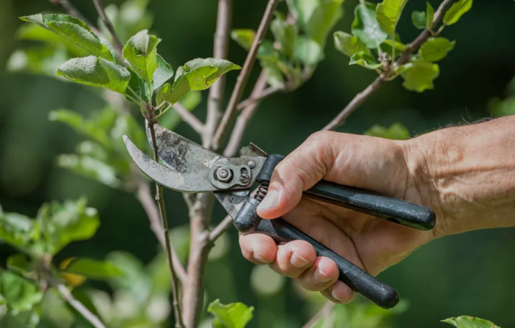 Як правильно обрізати дерева, чим обробляти та удобрювати: поради від агронома