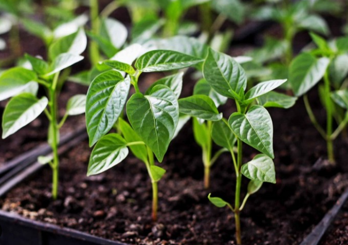 Чим підживити перець і помідори на початковому етапі росту для забезпечення сильної розсади та високого врожаю