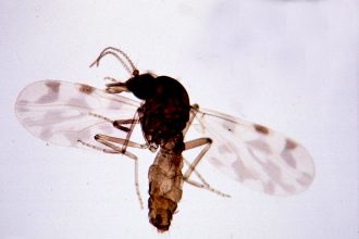 Мокрець роду Culicoides під мікроскопом — переносник вірусу Шамонда серед тварин